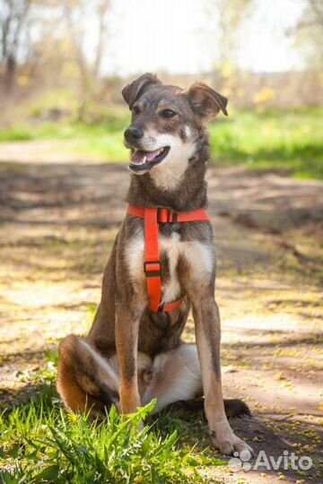 Пёс Мотя в добрые руки