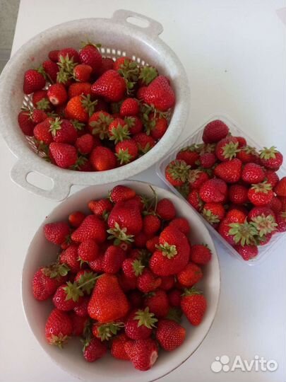 Клубника, помидоры, чеснок, лук