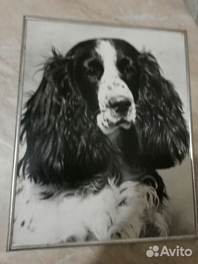 Фотокартина СССР Собаки