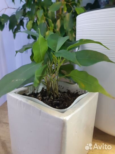 Фикус бенджамина