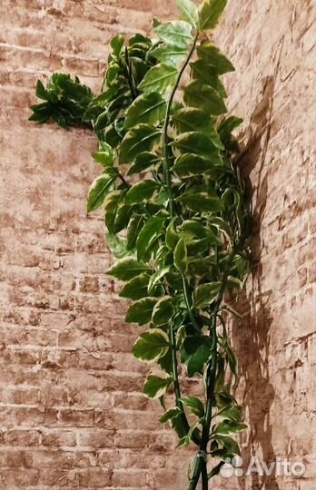 Педилантус 1.50