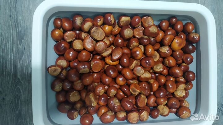 Каштан конский 2023г