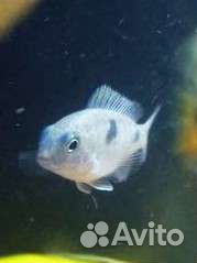 Дельфин цихлида Африки - Аквариумные рыбки