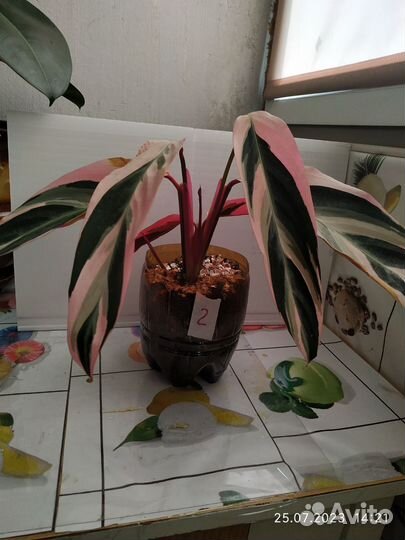 Строманта триколор