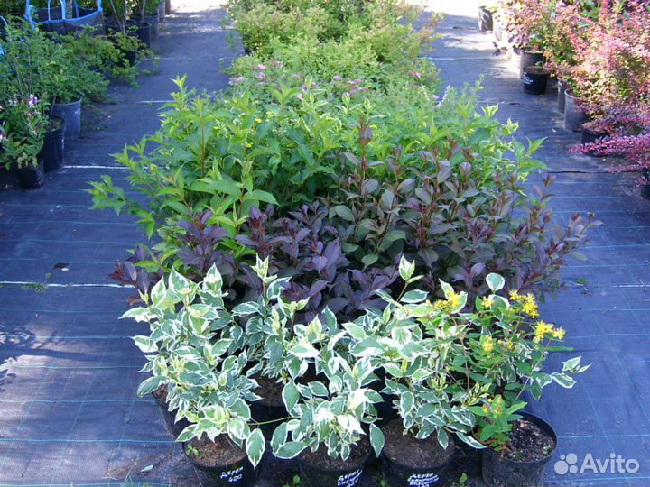 Кустарники декоративные.цветущии.живая изгородь