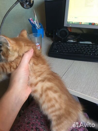 Рыжий мальчик солнышко