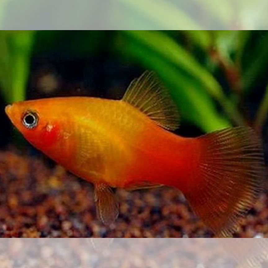 Пецилия сансет - Xiphophorus maculatus Platy Sunse