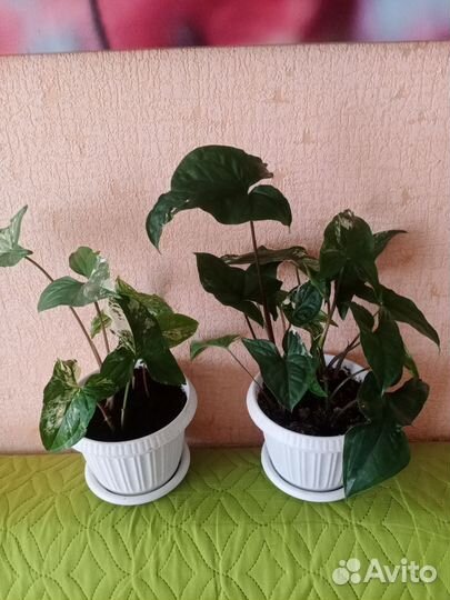 Сингонеум империал Вайт