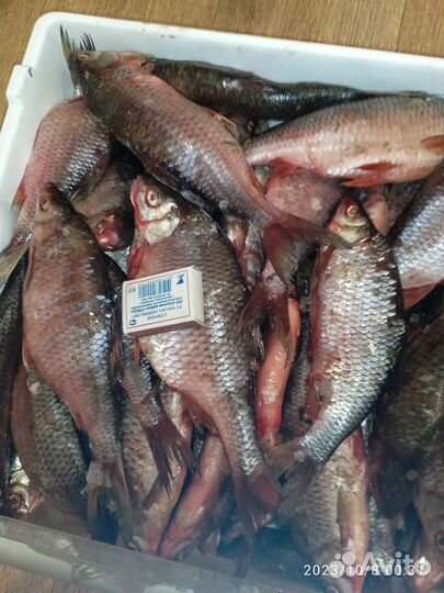 Свежая речная рыба