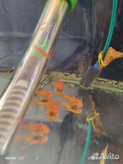 Мальки Анциструс супер ред, растения