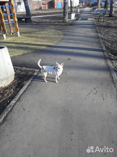 Одежда для маленьких собак