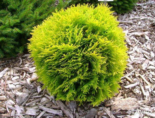 Туя шаровидная