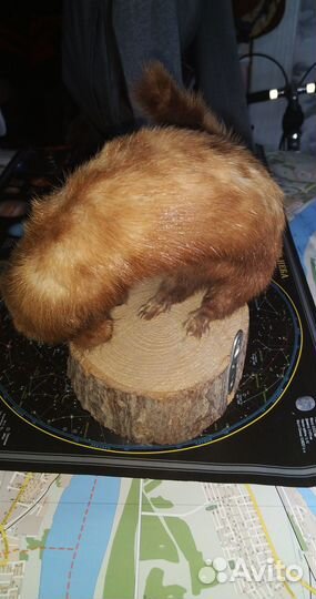 Чучело Норки