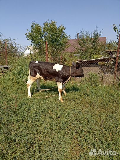 Телочка 1 месяц