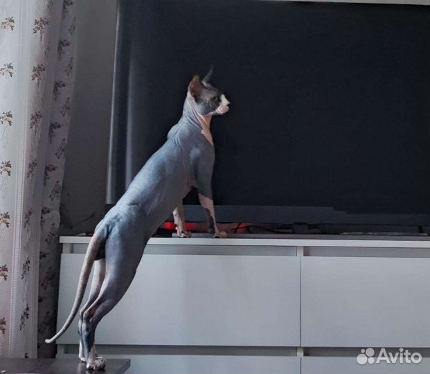 Вязка канадский сфинкс