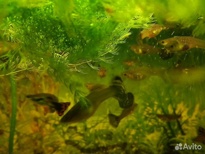 Аквариумные рыбки гуппи. Сомики, растения риччия