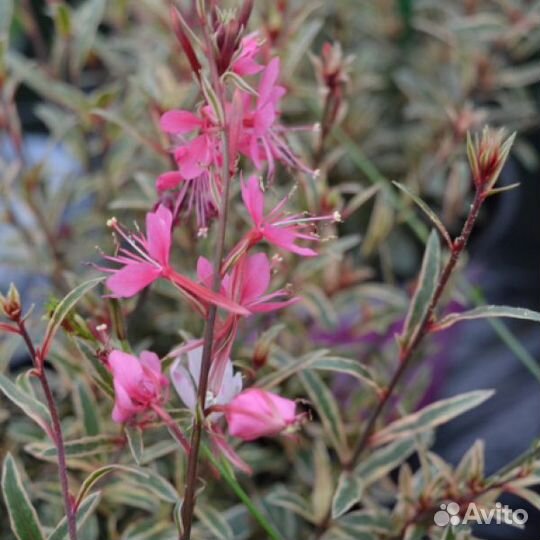 Гаура, лобелия,Фелиция