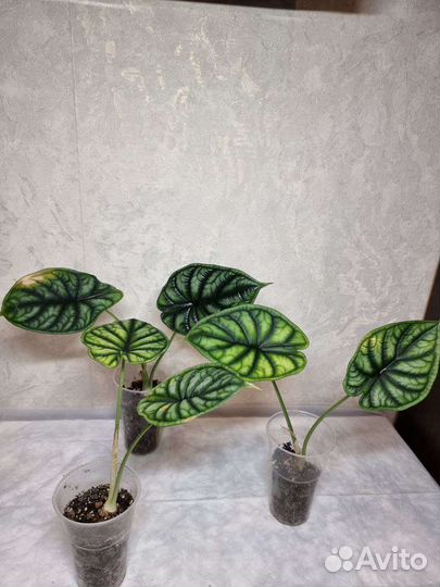 Алоказия Драгон Скейл, Шкура Дракона