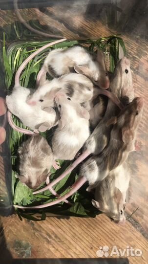 Декоративные мышки