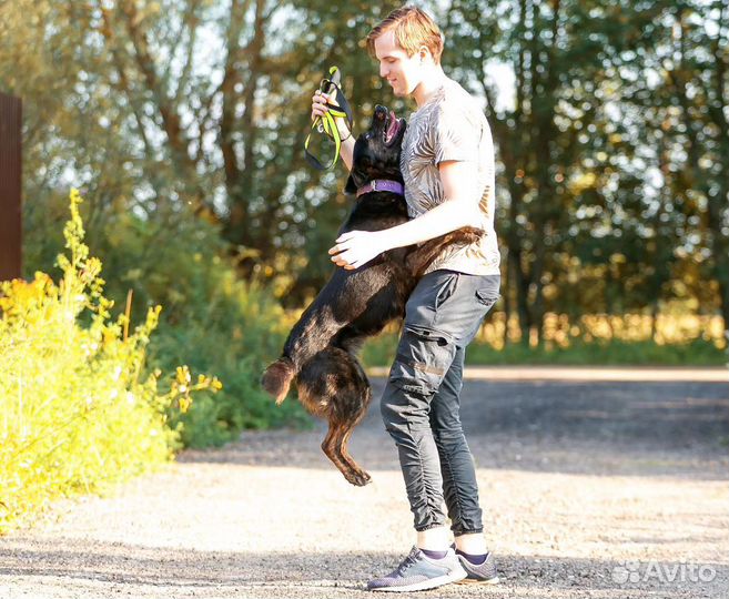 Собака-улыбака из приюта ищет дом