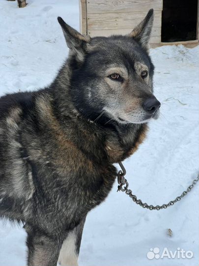 Аляскинский маламут, бесплатно, в добрые руки