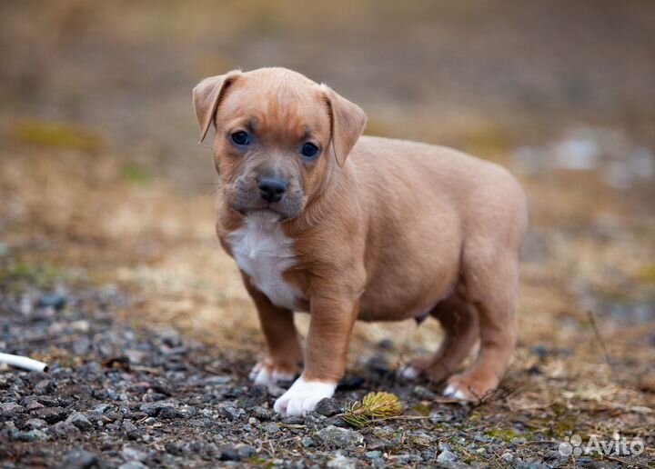 Амстафф мальчик (питомник)