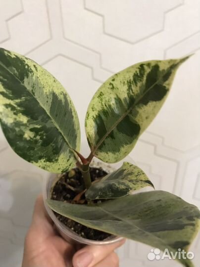 Фикус шривериана