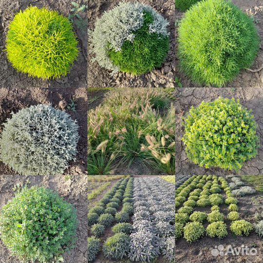 Хризантема шаровидная