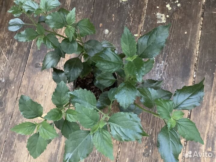 Плектрантус (« домашняя мята»)