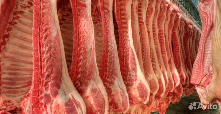Мясо свинина полутуши