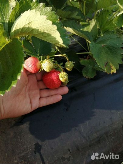 Рассада клубники