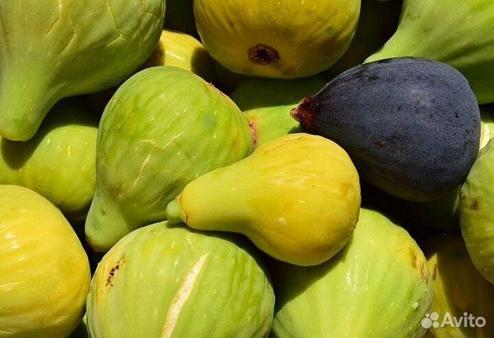 Саженцы Инжир Королевский