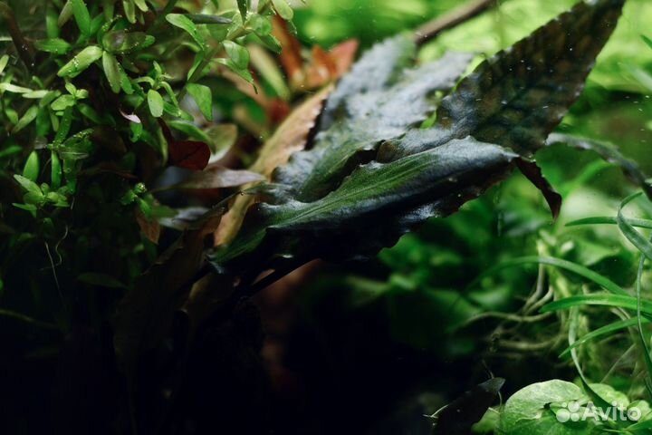 Аквариумные растения