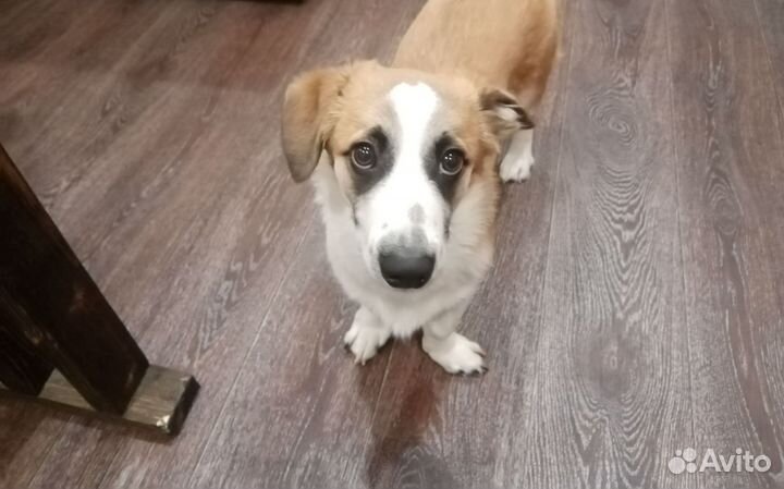 Метис корги в добрые руки