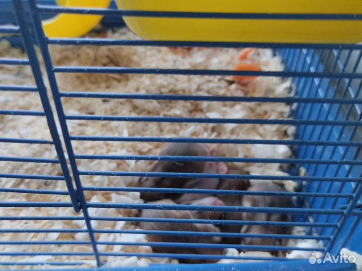 Сирийский хомяк