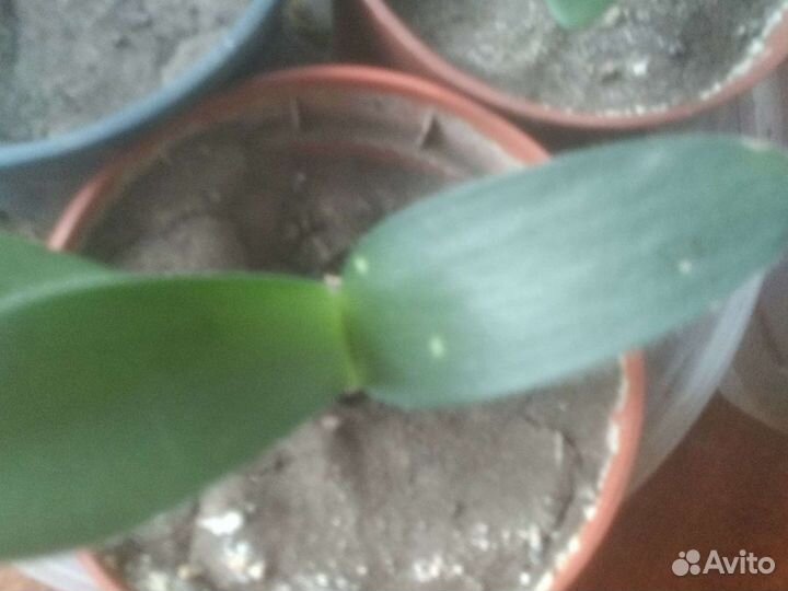 Гемантус, сансиеверия