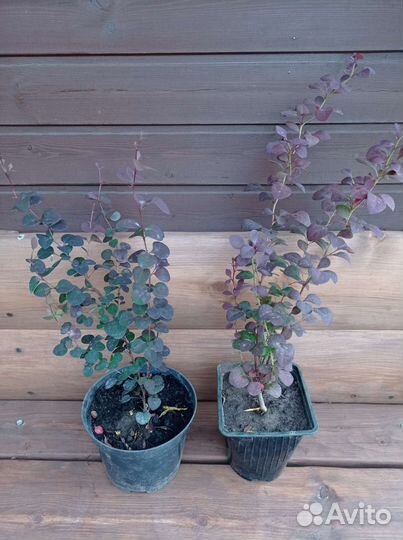 Саженец барбарисах