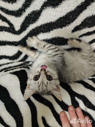 Котята отдам бесплатно