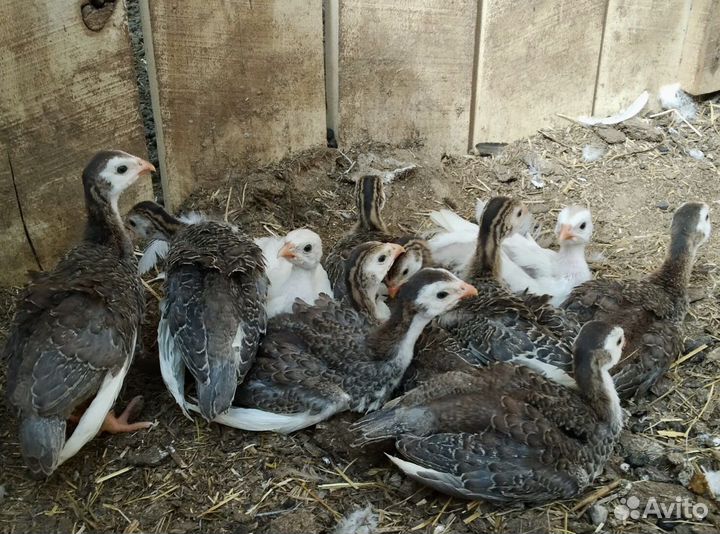 Цесарята яичного направления