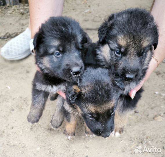 Немецкая овчарка