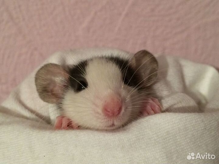 Крыса Дамбо