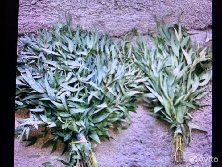 Эвкалиптовый веник