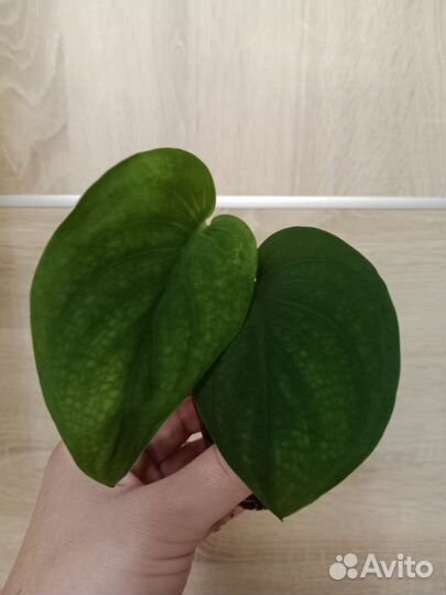 Сциндапсусы