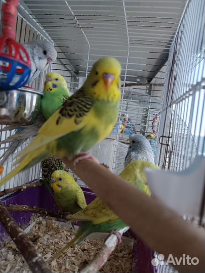 Волнистые попугаи и чехи ввп