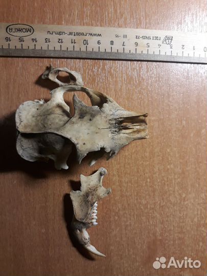 Череп грызуна