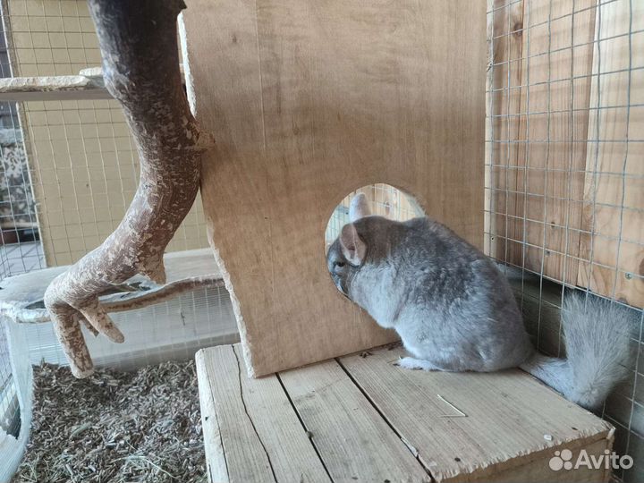 Шиншиллы + клетка