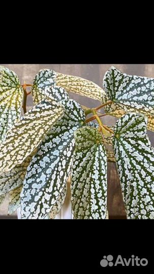 Бегония ginny galaxy