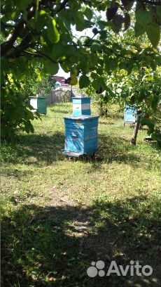 Пчелосемьи