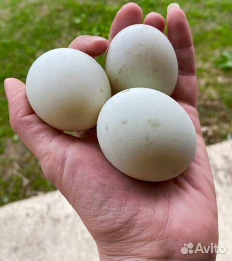 Ия утки индийский бегунок