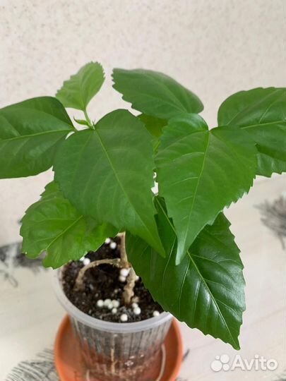 Гибискус махровый красный - китайская роза